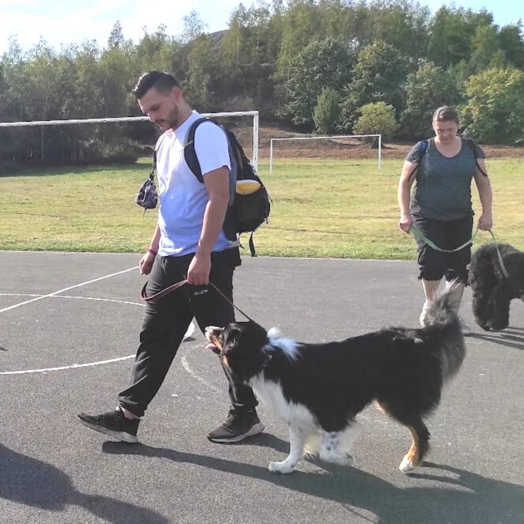 cours dressage chien tarif, tarif club canin, tarif education canine, prix cours education canine, prix cours de dressage chien, educateur canin pas cher, éducation canine petit prix, cours d'éducation canine en groupe, cours d'éducationcanine petit groupe, dressage chien en groupe, dressage chien petit groupe, cours éducation canine monchecourt, dressage canin monchecourt